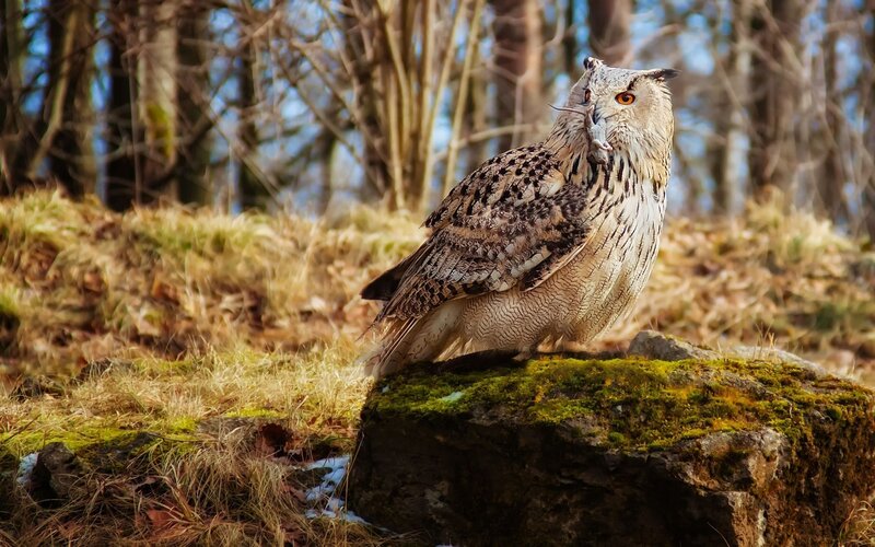 Eagle Owl on a Rock