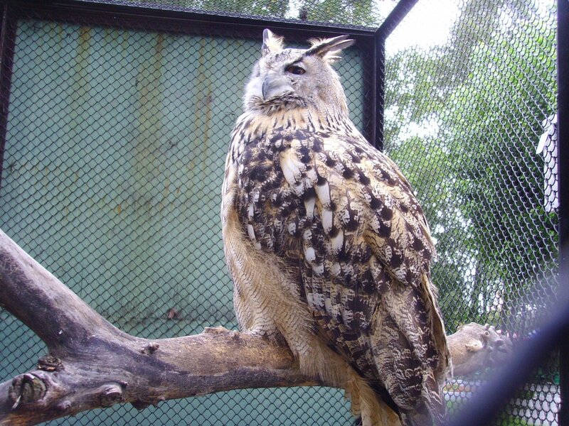 Eagle Owl on Branch — Brown, Calm