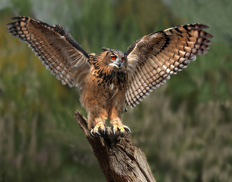 Eagle Owl on Branch