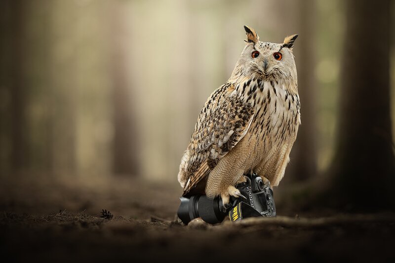 Eagle Owl on Camera