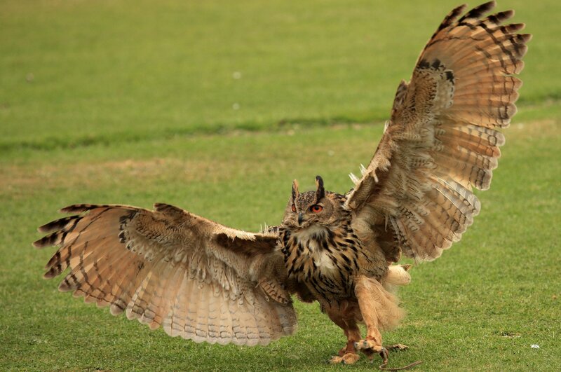 Eagle Owl on Grass — Green, Alert