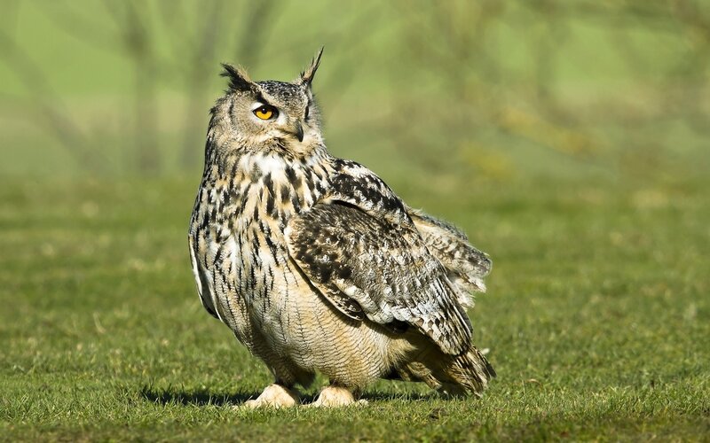 Eagle owl on grass