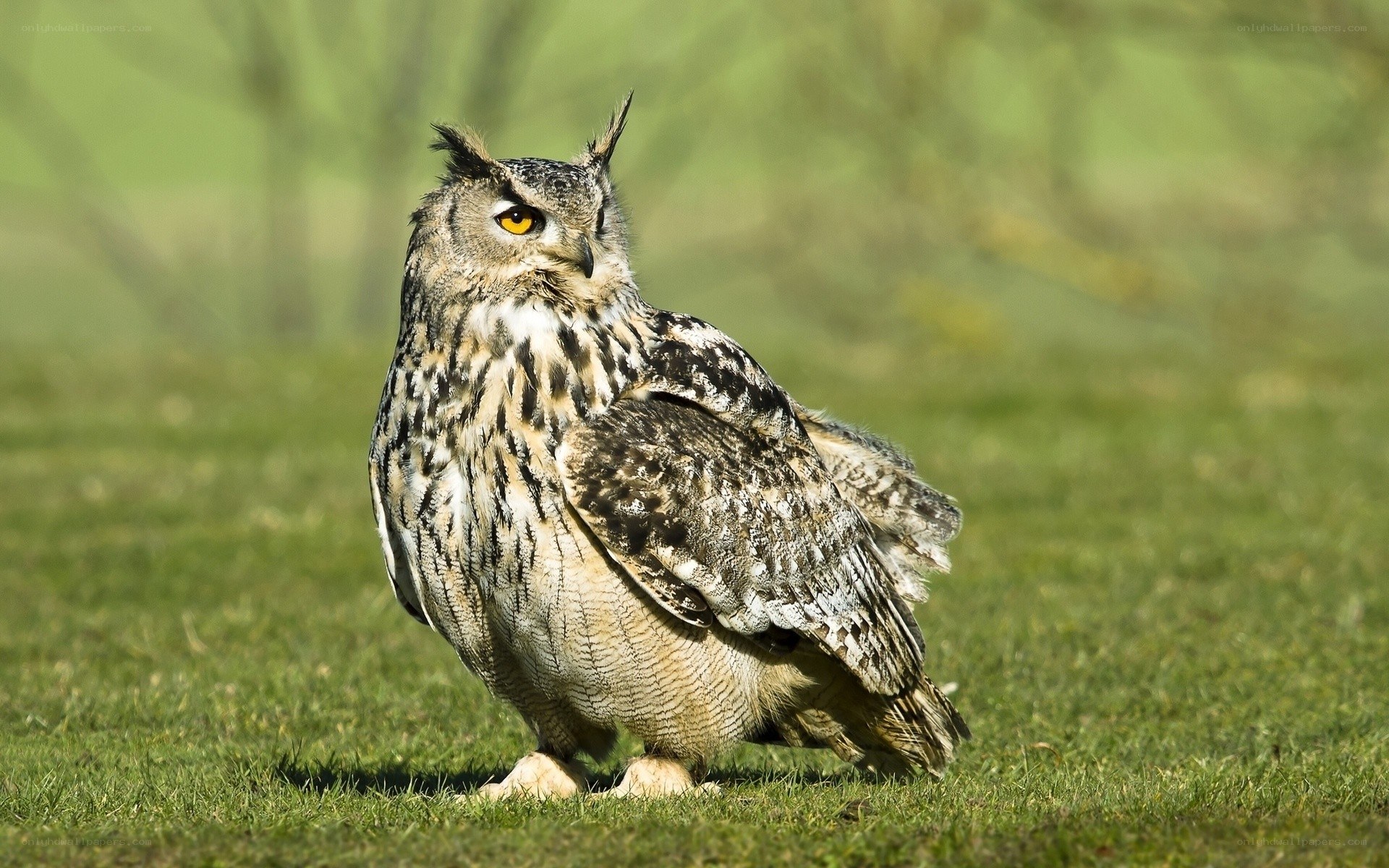 Eagle owl on grass