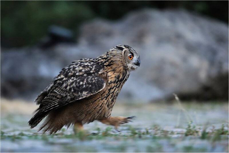 Eagle Owl on Ground — Brown
