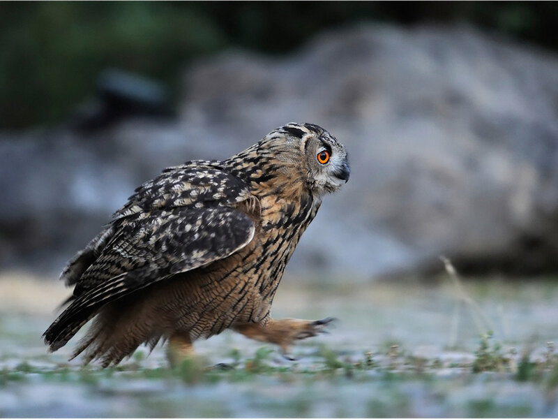 Eagle Owl on Ground