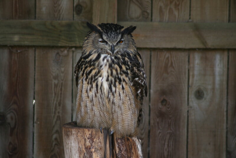 Eagle Owl on Post