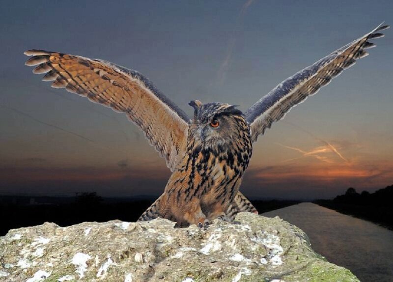 Eagle Owl on Rock