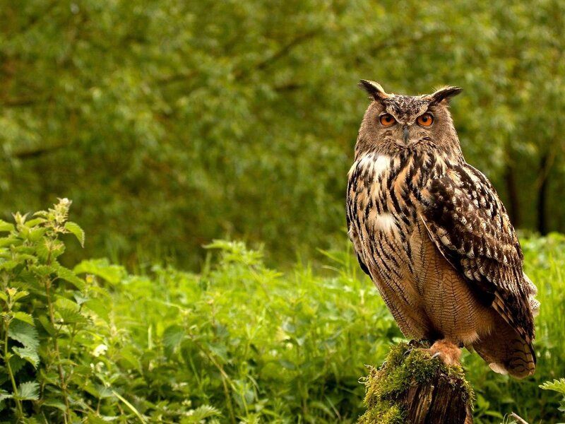 Eagle Owl on Stump — Green