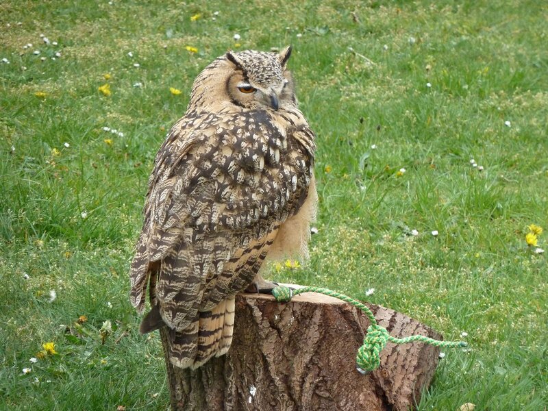 Eagle Owl on Stump