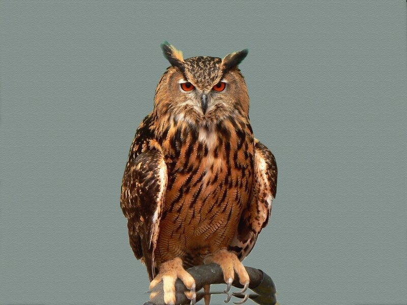 Eagle Owl Perched — Brown