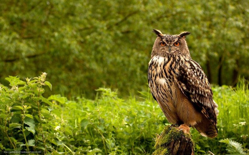 Eagle Owl Perched — Green, Alert