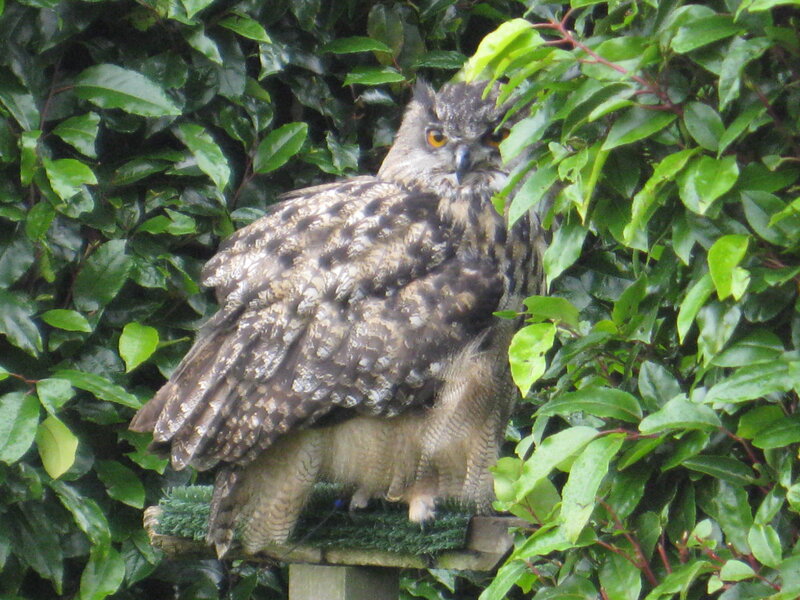 Eagle Owl Perched — Green