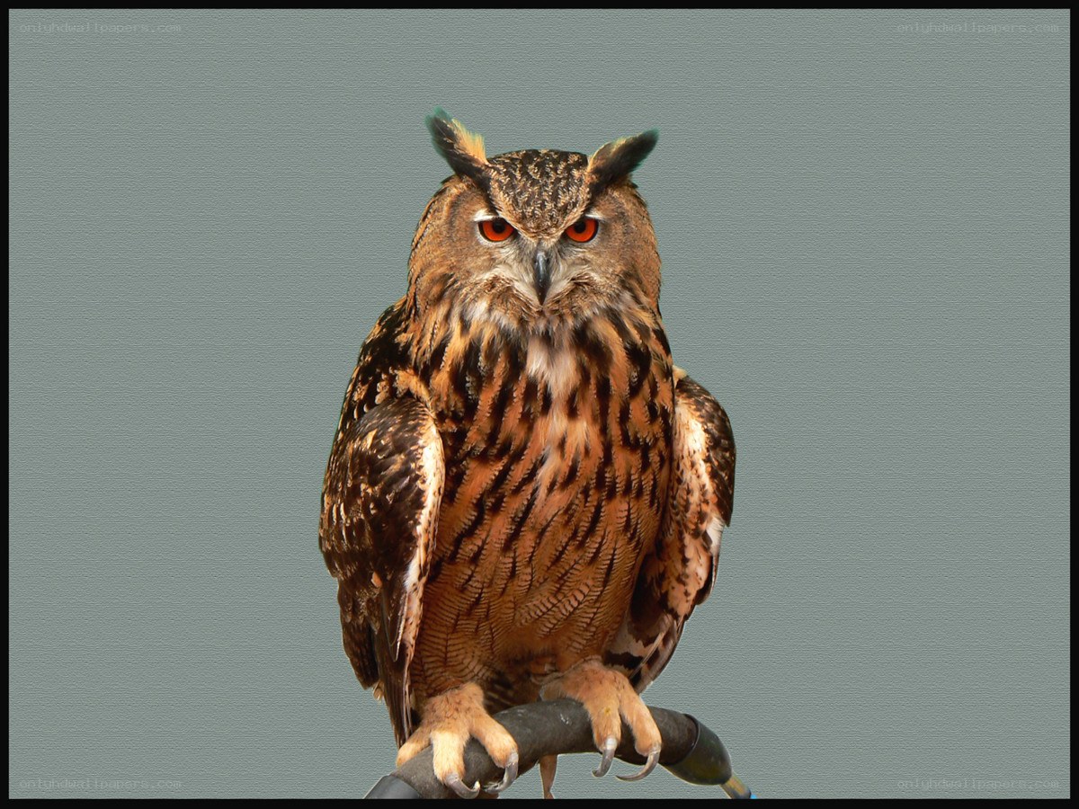 Eagle owl perched on a branch