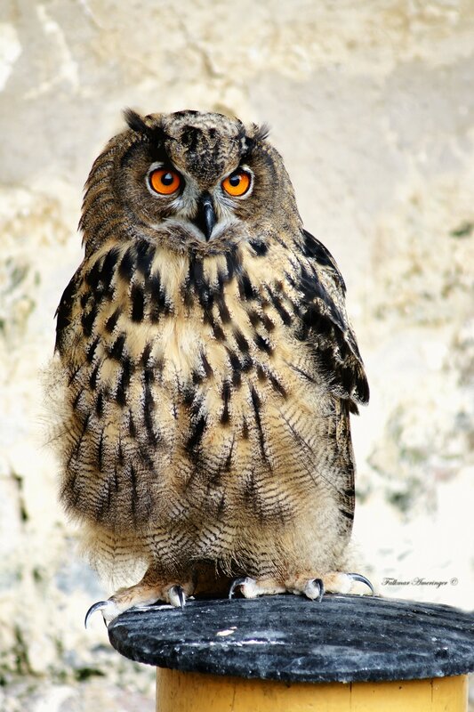 Eagle owl perched on a post