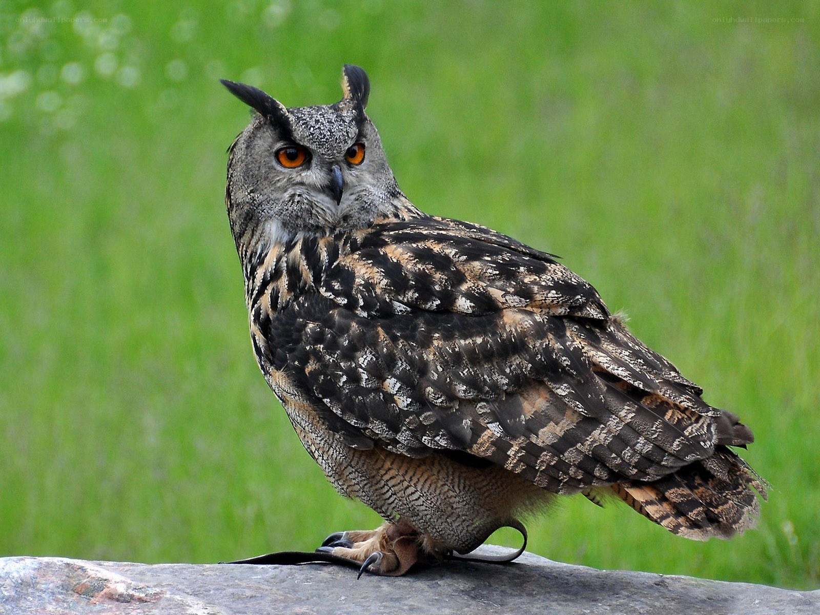 Eagle owl perched on rock