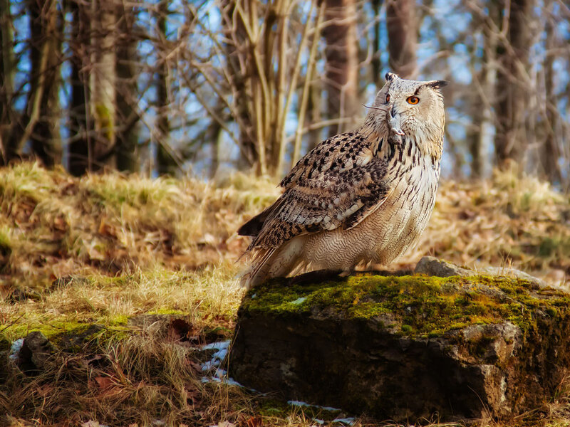 Eagle Owl with Prey — Brown