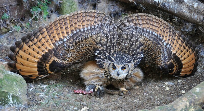 Eagle Owl with Spread Wings — Brown, Alert, Photograph, Rock