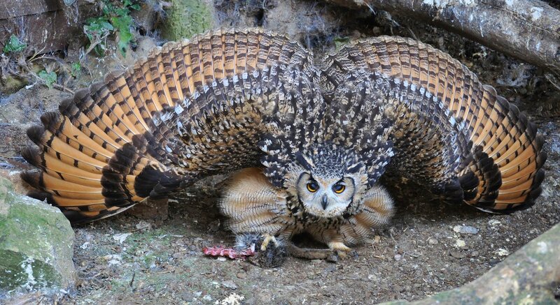 Eagle Owl with Spread Wings — Brown, Alert, Photograph