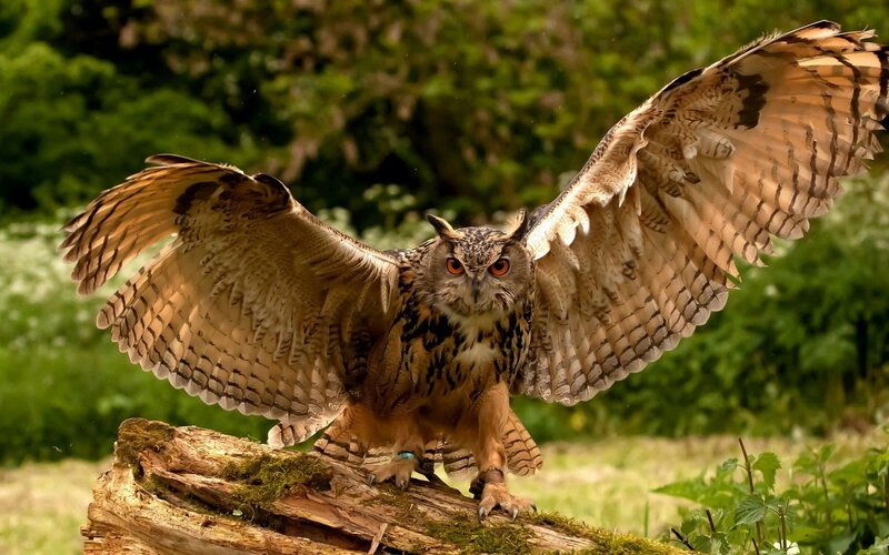 Eagle Owl with Spread Wings — Brown, Dramatic