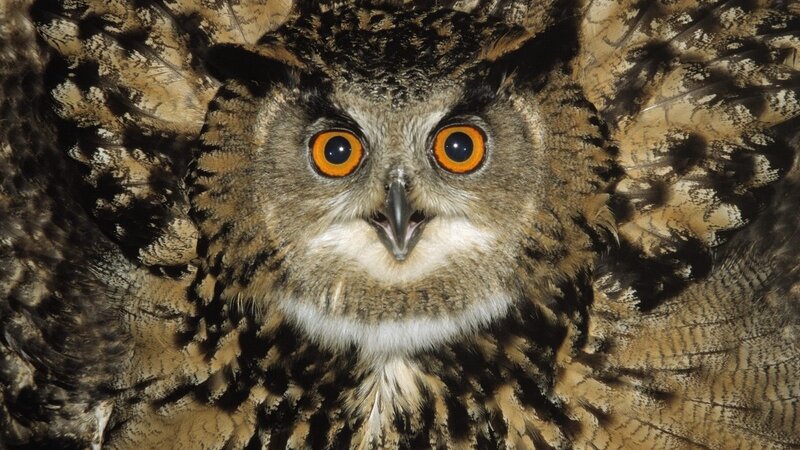 Eagle Owl with Spread Wings — Brown, Intense, Night