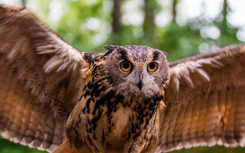Eagle Owl with Spread Wings — Brown, Intense, Photograph, Eyes