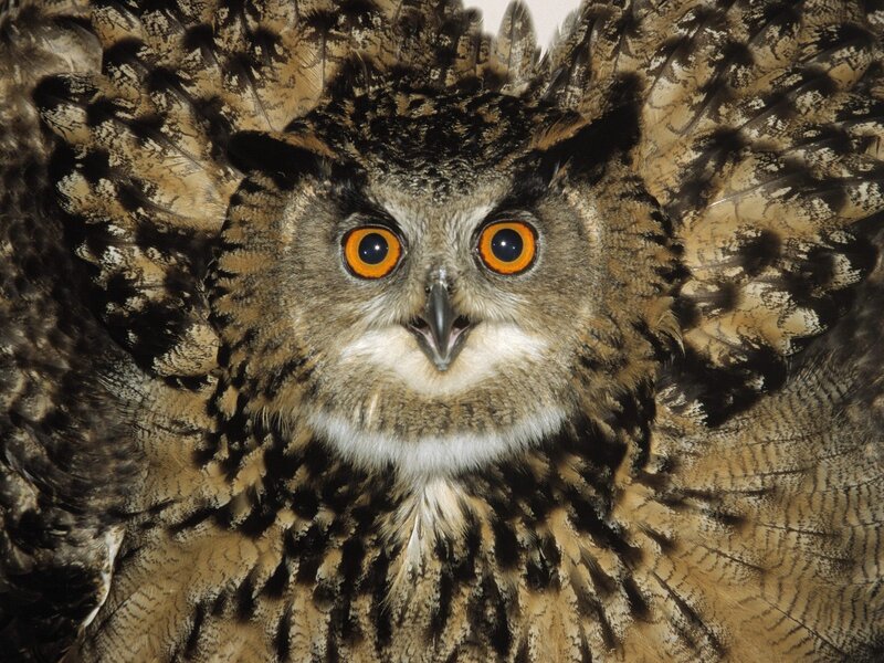 Eagle Owl with Spread Wings — Brown, Intense, Photograph