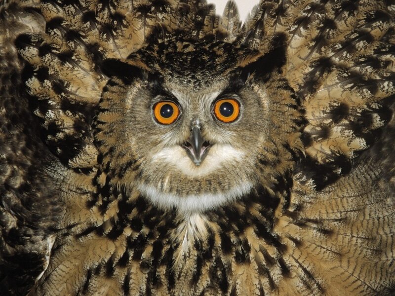 Eagle Owl with Spread Wings — Brown