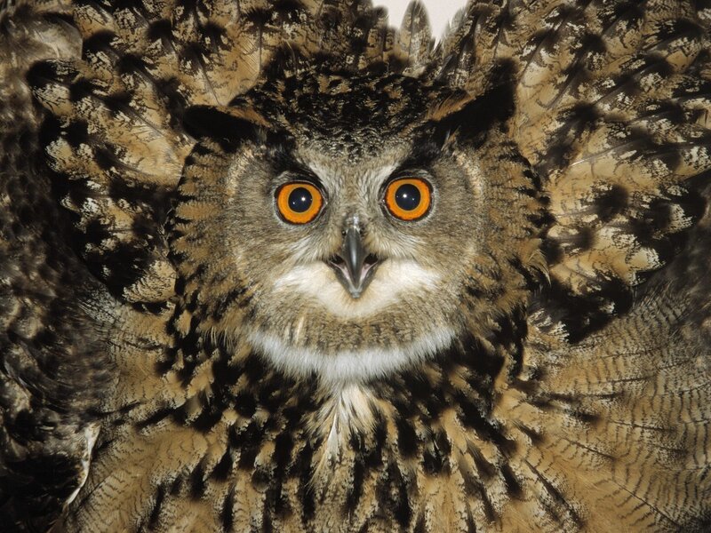 Eagle owl with spread wings