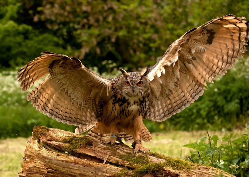Eagle Owl with Wings Spread — Brown, Alert, Afternoon, Photograph