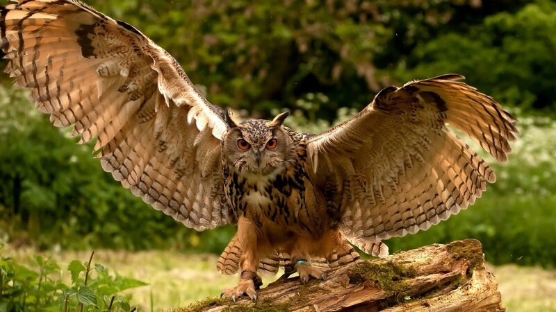 Eagle Owl with Wings Spread — Brown, Alert, Afternoon