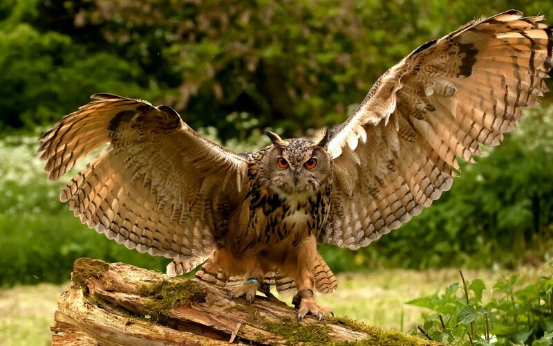 Eagle Owl with Wings Spread — Brown, Alert