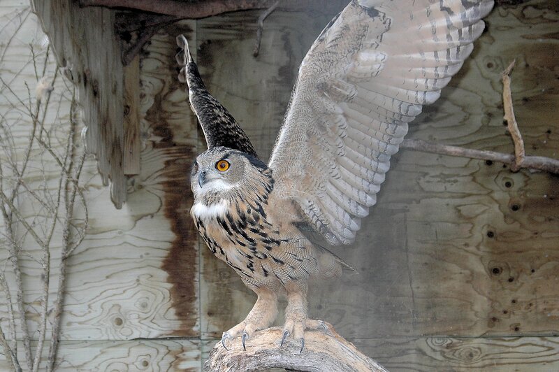 Eagle Owl with Wings Spread — Brown