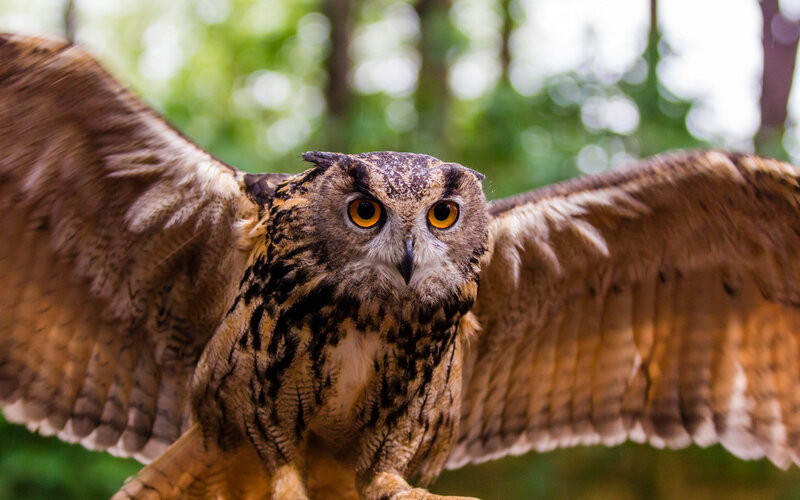 Eagle Owl with Wings Spread