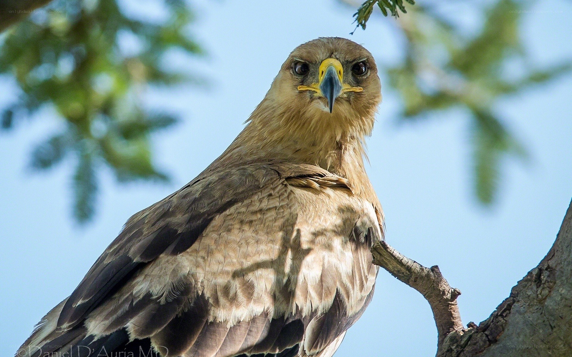 eagle perched on a branch