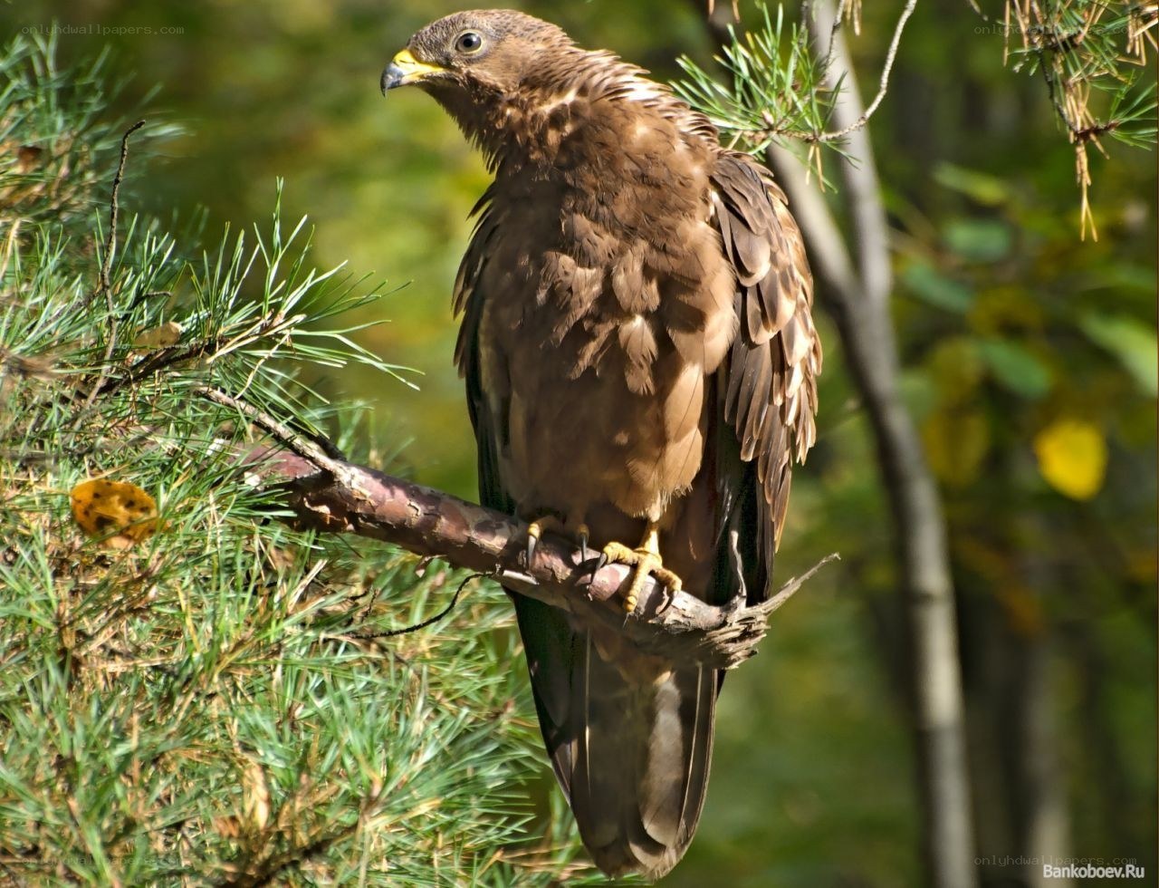 Eagle perched on a branch