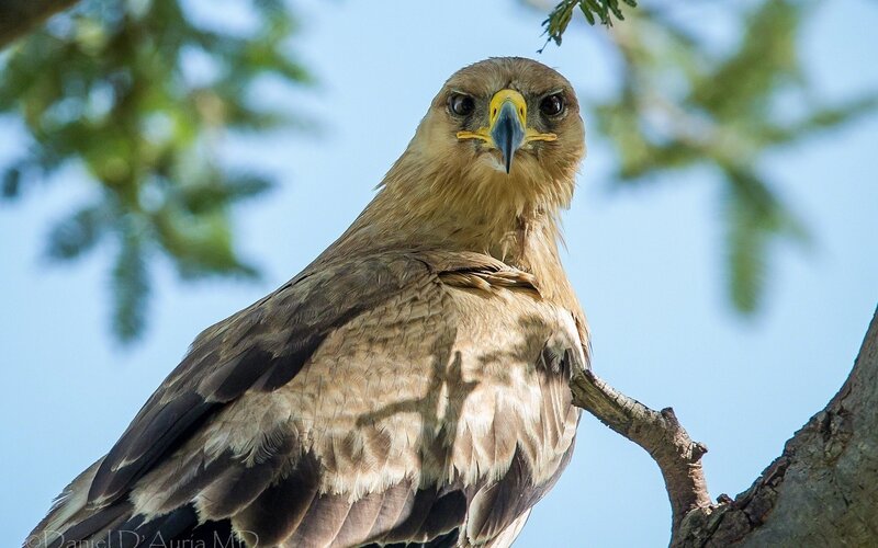 eagle perched on a branch