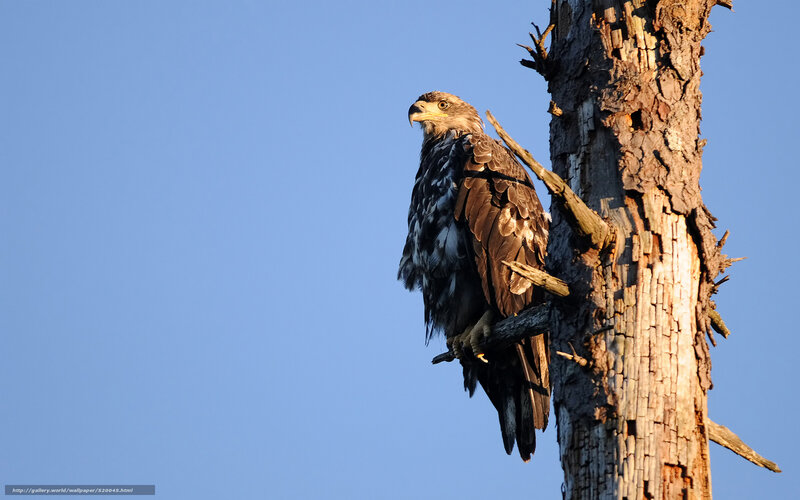 eagle perched on tree