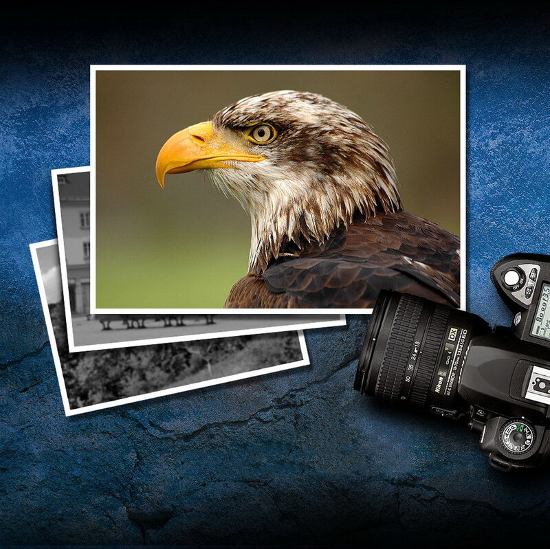 Eagle photo with camera