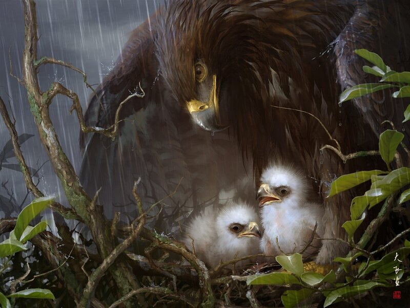 Eagle protecting chicks in rain