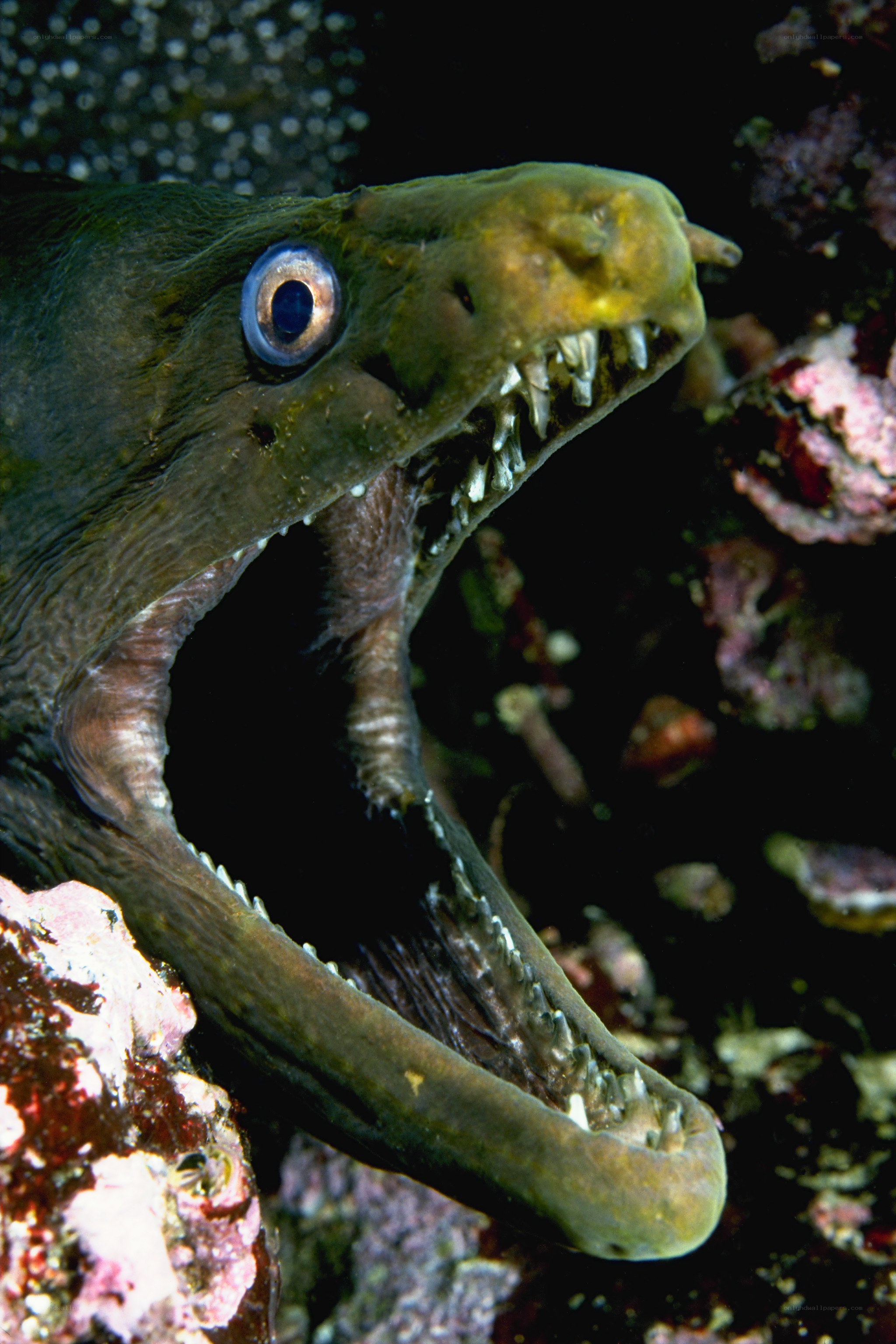 eagle ray with open mouth