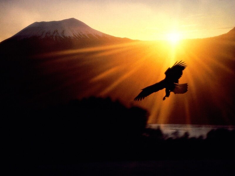 Eagle silhouetted against a mountain sunset