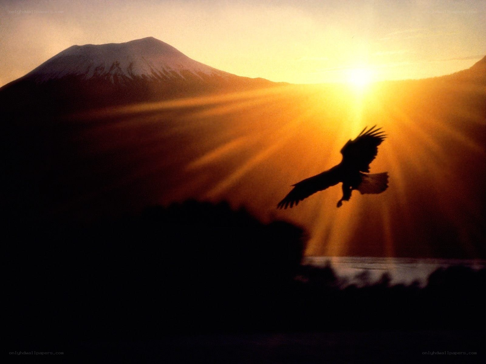 Eagle silhouetted against a mountain sunset