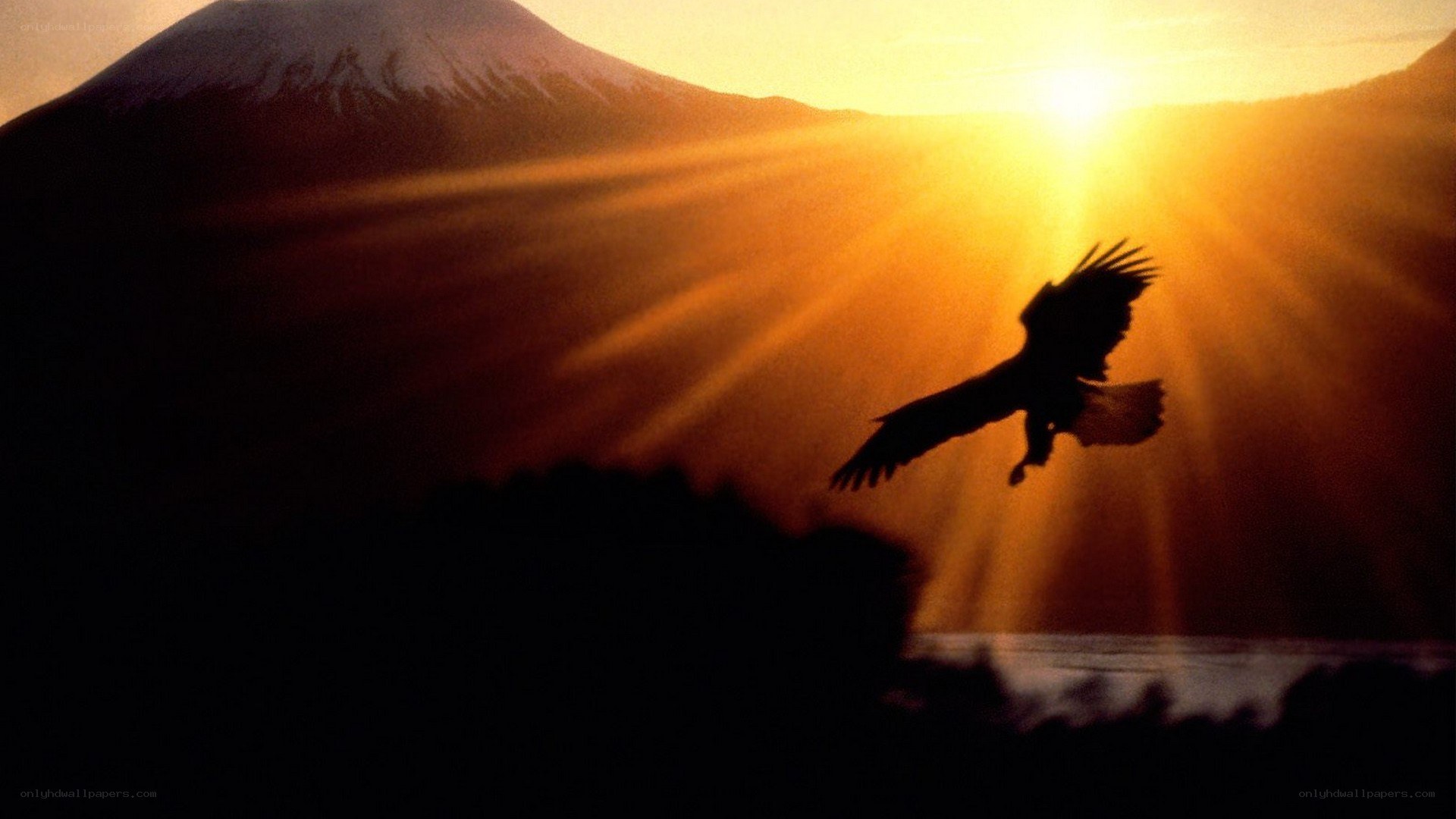 Eagle silhouetted against a mountain