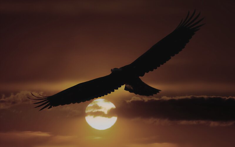 eagle silhouetted against sunset