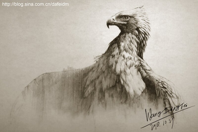eagle sketch drawing