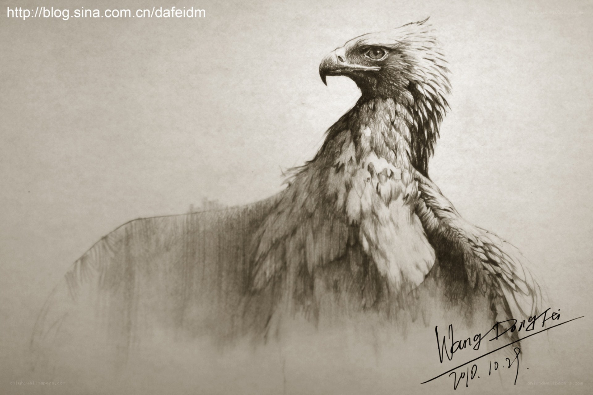 eagle sketch drawing