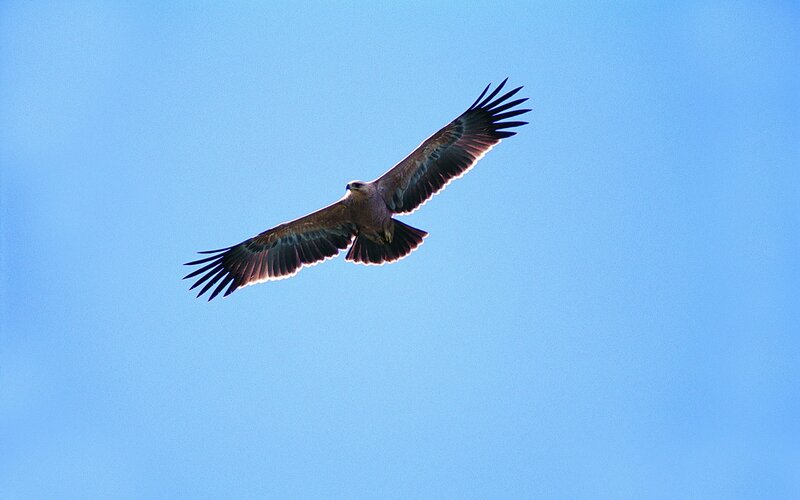 eagle soaring in blue sky