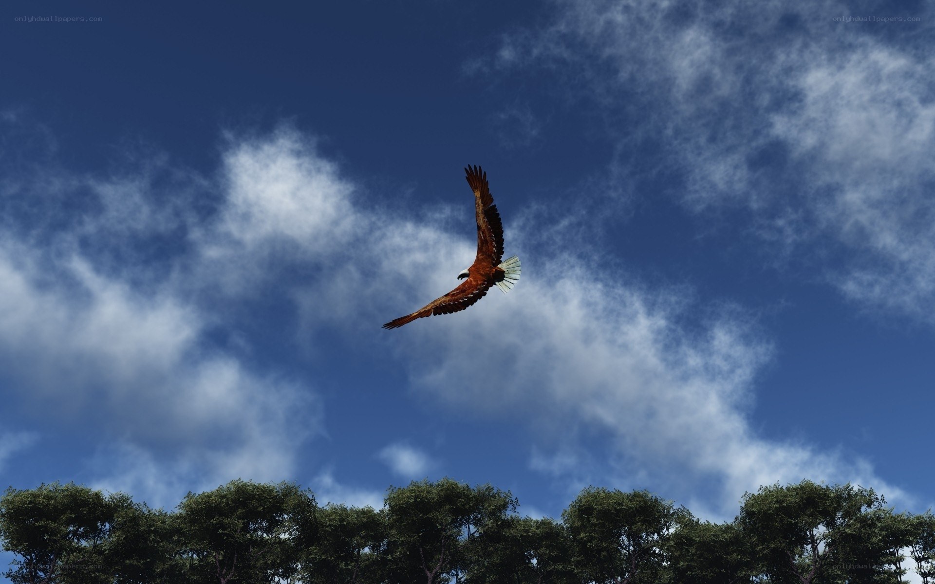 Eagle soaring in blue sky