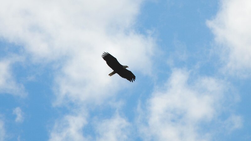 eagle soaring in the sky