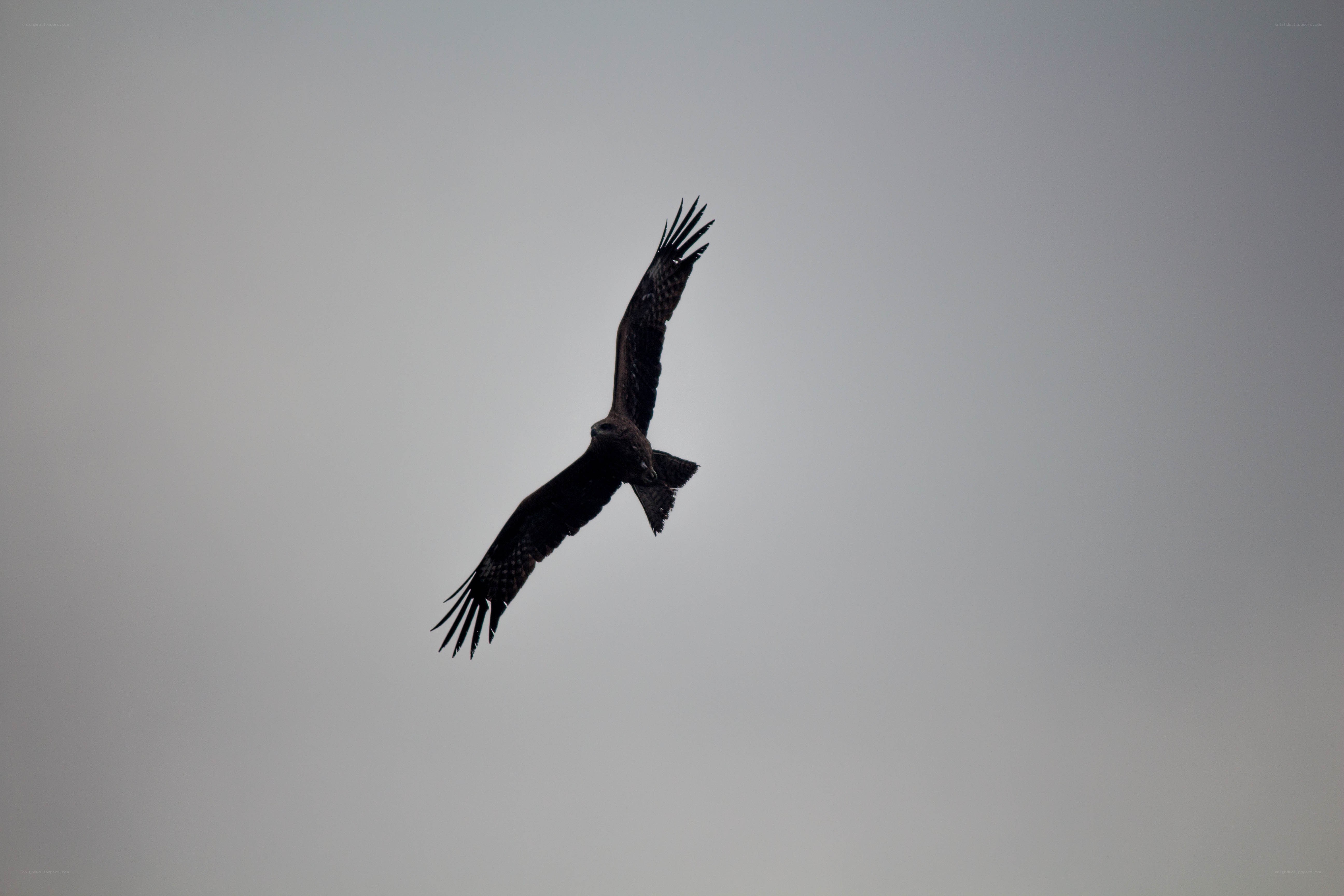 eagle soaring in the sky